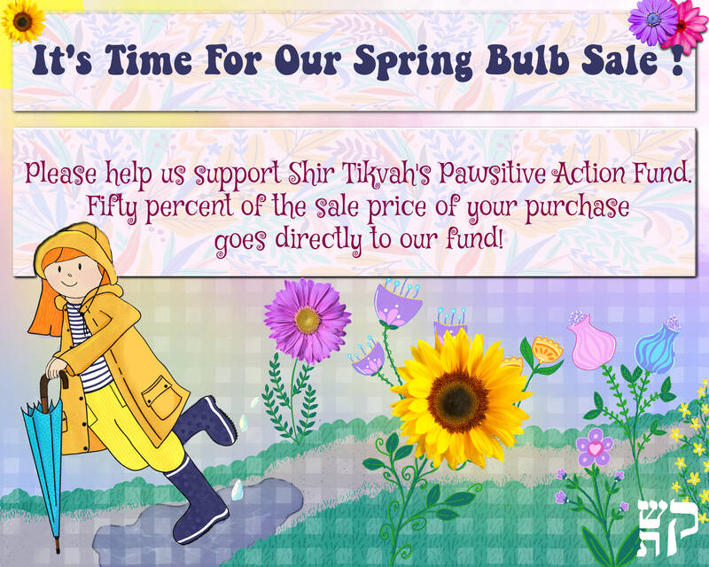 		                                		                                    <a href="https://threeriversfundraising.com/fundraiser/congst-s23"
		                                    	target="">
		                                		                                <span class="slider_title">
		                                    Spring Bulb Sale for Pawsitive Action		                                </span>
		                                		                                </a>
		                                		                                
		                                		                            	                            	
		                            <span class="slider_description">Shir Tikvah's Pawsitive Action Fund will benefit from your spring bulb purchases! Help us help families and animals in need!</span>
		                            		                            		                            <a href="https://threeriversfundraising.com/fundraiser/congst-s23" class="slider_link"
		                            	target="">
		                            	Donate Now!		                            </a>
		                            		                            